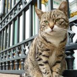Mačke Ermitaža od francuskog lekara nasledile 3.000 evra 3
