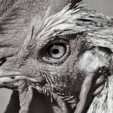 U Francuskoj ubica petla Marsela dobio uslovnu zatvorsku kaznu 5