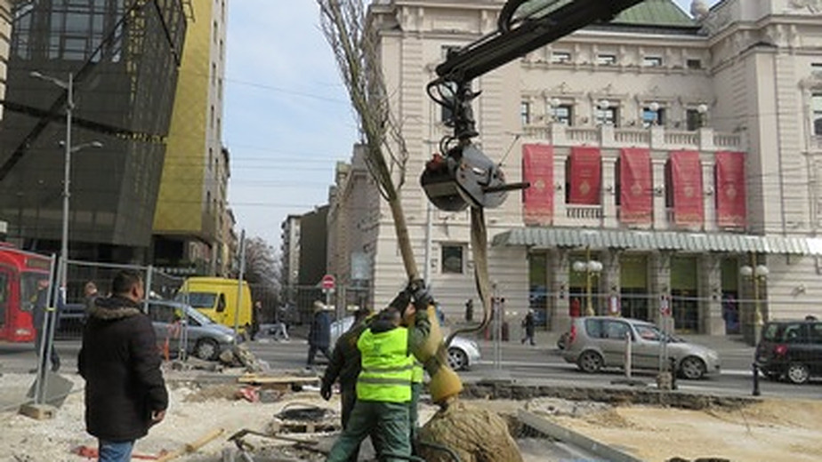 Zelenilo: Zamena stabala na Trgu Republike u Beogradu 1