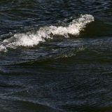 Autonomija: Vojvođanska reka Krivaja ne teče zbog zagađenja 9