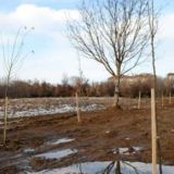 Negotin: Posađen vetrozaštitni pojas 5