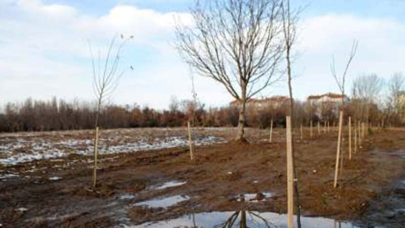 Negotin: Posađen vetrozaštitni pojas 1