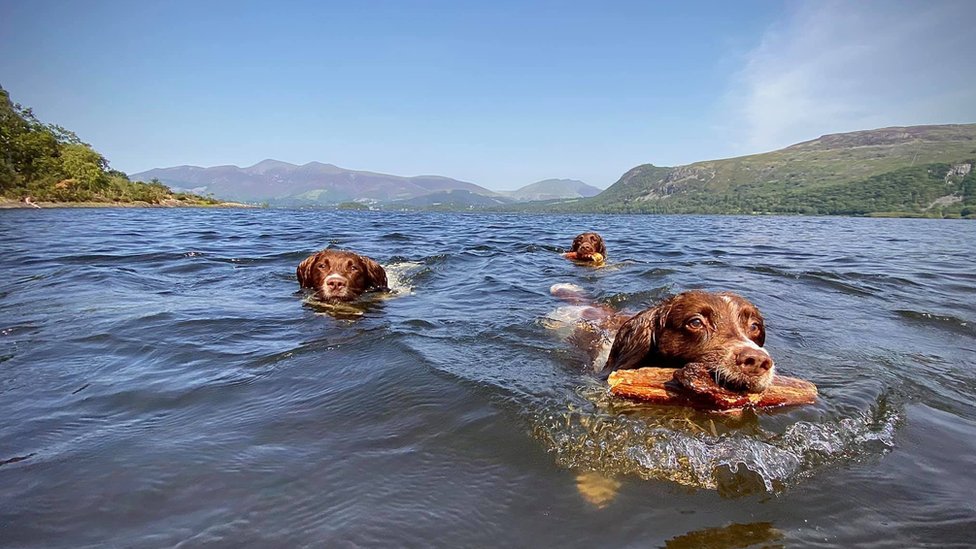 Kućni ljubimci: Šetnja sa psom u prirodi - lek za tmurnu svakodnevicu 2 The dogs in the water
