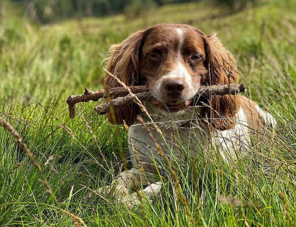 Kućni ljubimci: Šetnja sa psom u prirodi - lek za tmurnu svakodnevicu 7 Max looking dozing with sticks in his mouth