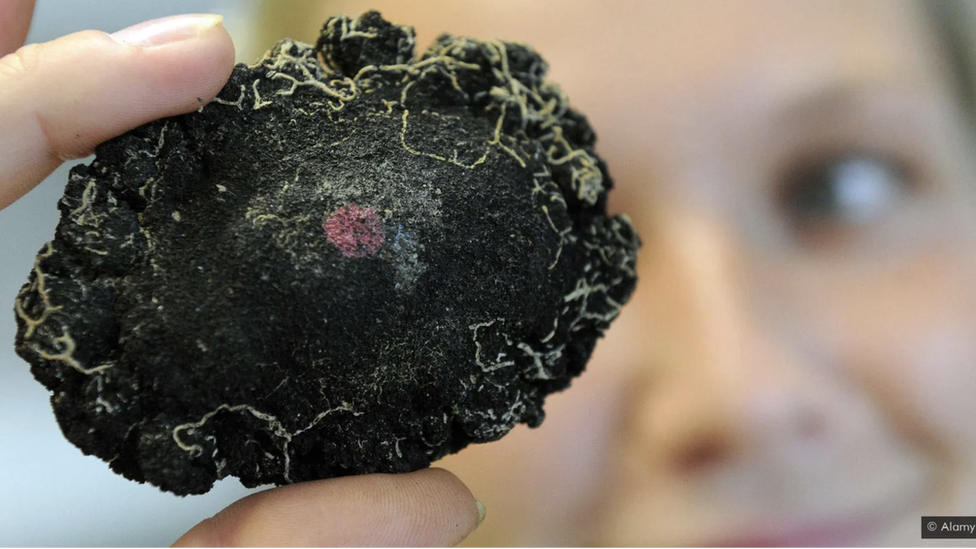 Životna sredina, okean i zagađenje: Skriveni ljudski tragovi duboko na dnu okeana 4 Polimetalni noduli su otkriveni u devetnaestom veku, ali donedavno su se za njih interesovali jedino naučnici.