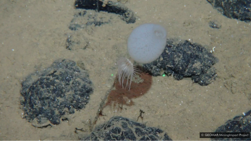 Životna sredina, okean i zagađenje: Skriveni ljudski tragovi duboko na dnu okeana 5 Morska anemona i sunđer, priljubljeni uz polimetalni nodul.