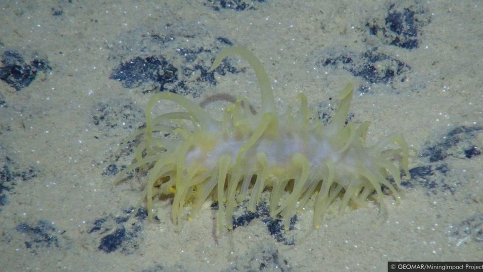 Životna sredina, okean i zagađenje: Skriveni ljudski tragovi duboko na dnu okeana 6 Lokacije tri glava tipa morskih mineralnih naslaga, polimetalni noduli su označeni plavom bojom