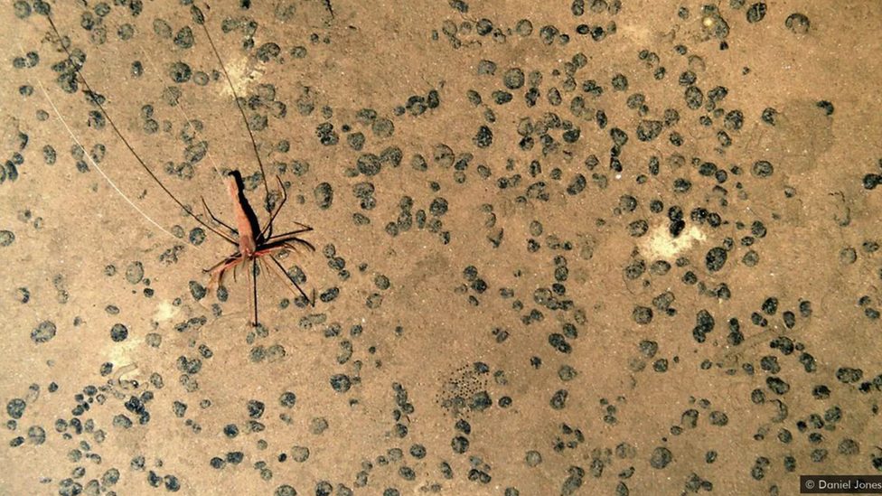 Životna sredina, okean i zagađenje: Skriveni ljudski tragovi duboko na dnu okeana 7 Veća stvorenja su retka u ovom okruženju.