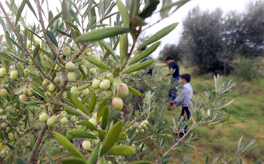 Libija i ratni zločini: Šestorica braće i njihovi lavovi terorisali meštane malog grada 5 An olive grove in Tarhuna