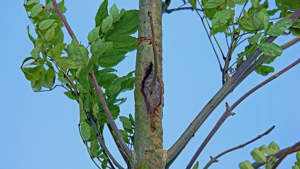 Ash dieback marks in a young tree in the Cotswolds