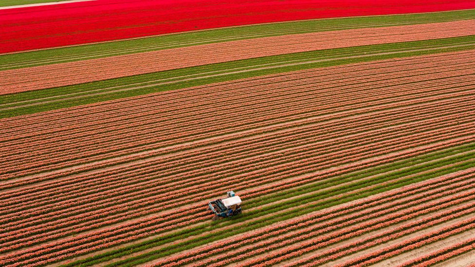 Tulips in bloom in Magdesburg, Germany