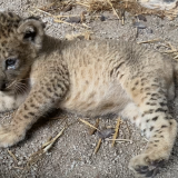 Životinje i medicina: Novi kralj lavova - mladunče Simba - rodilo se iz sperme uginulog Mufase 5