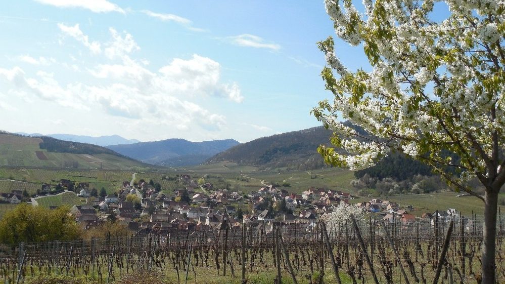 Alzas/Rikvir: Nemačka tradicija na francuski način 1