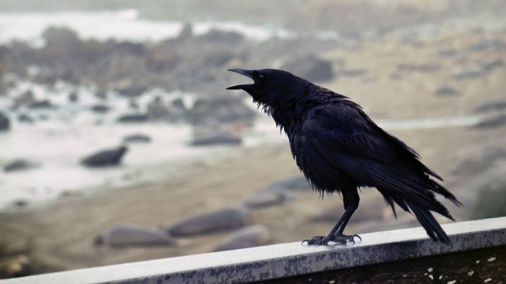 Život "oca krimića" Edgara Alana Poa poput junaka iz njegovih dela 3