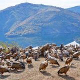 Skoro osam odsto teritorije Srbije čine zaštićena prirodna dobra 6