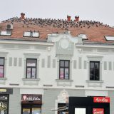 U Braničevskom i Podunavskom okrugu 81 novozaraženi za dva dana 6