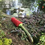 Veliki napori za očuvanje "smrdljive" biljke 8