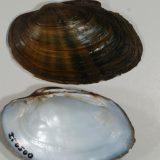 Misteriozno odumiranje slatkovodnih dagnji 2