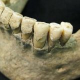 Šta zubni kamenac otkriva o navikama drevnih ljudi 8