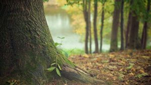 MUP: Uhapšen zaposleni u preduzeću Srbijašume zbog sumnje da je zloupotrebio položaj 16
