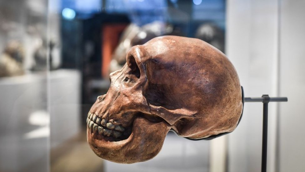 A skull is displayed as part of the Neanderthal exhibition at the Musee de l'Homme in Paris on March 26, 2018