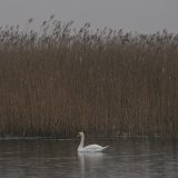 Životna sredina i Srbija: Šta su ramsarska područja i šta se krije u nekim srpskim močvarama 5