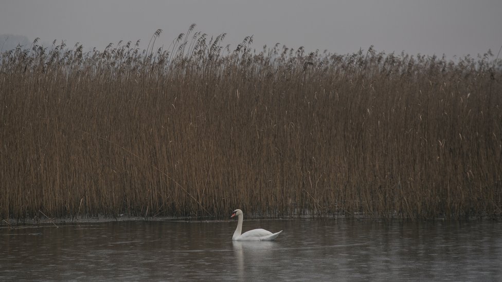 Životna sredina i Srbija: Šta su ramsarska područja i šta se krije u nekim srpskim močvarama 1 Obedska bara i labud
