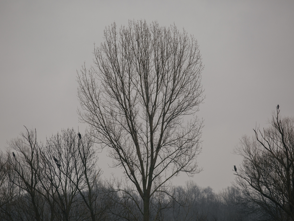 Životna sredina i Srbija: Šta su ramsarska područja i šta se krije u u nekim srpskim močvarama 5 Zasavica i kormorani