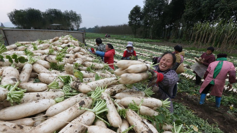 Farm field in China.