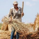 Hrana i Srbija: Koje su posledice po zdravlje susama povučenog iz prodaje 6