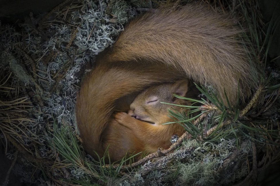 Priroda: Linija vatre - najbolja fotografija divljine 5 Drey Dreaming by Neil Anderson
