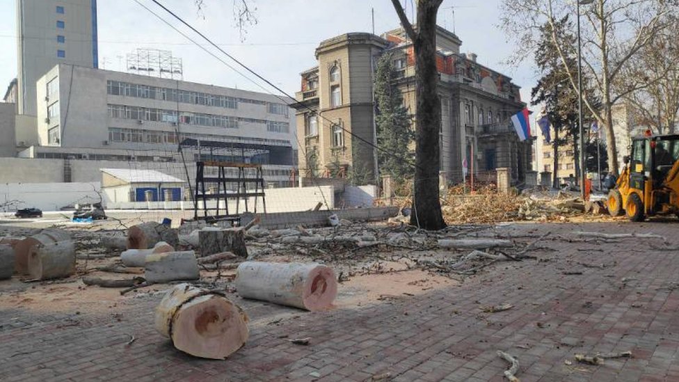 Seča stabala u centru Niša kod Gradske kuće