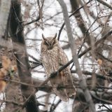 Životinje i priroda Srbije: Otkud sova utina u panonskoj Kikindi 11