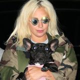 Lejdi Gaga: Pronađeni oteti buldozi, ranjeni šetač pasa se oporavlja 6