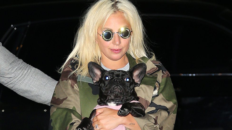 Lady Gaga with a dog. File photo