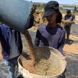 Država ćuti o kancerogenom susamu u prodavnicama 12