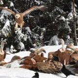 Čuvari klisure reke Mileševke 1