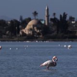 Na Halkidikiju desetine flamingosa uginulo od trovanja olovom iz sačme 4