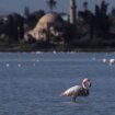 Avion uleteo u jato flamingosa, 40 ptica nastradalo 12