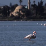 Avion uleteo u jato flamingosa, 40 ptica nastradalo 6