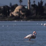 Avion uleteo u jato flamingosa, 40 ptica nastradalo 2