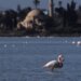 Avion uleteo u jato flamingosa, 40 ptica nastradalo 3