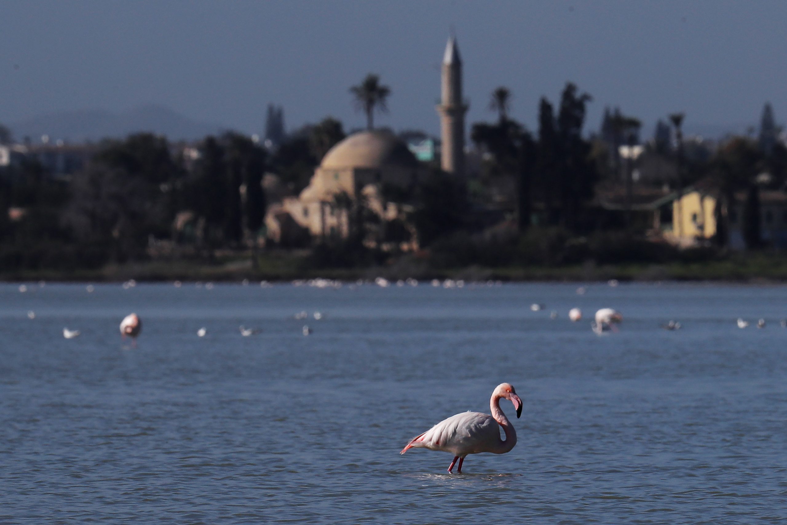 Na Halkidikiju desetine flamingosa uginulo od trovanja olovom iz sačme 1