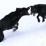 U BiH dokazan prvi slučaj prenosa korona virusa sa čoveka na psa 5