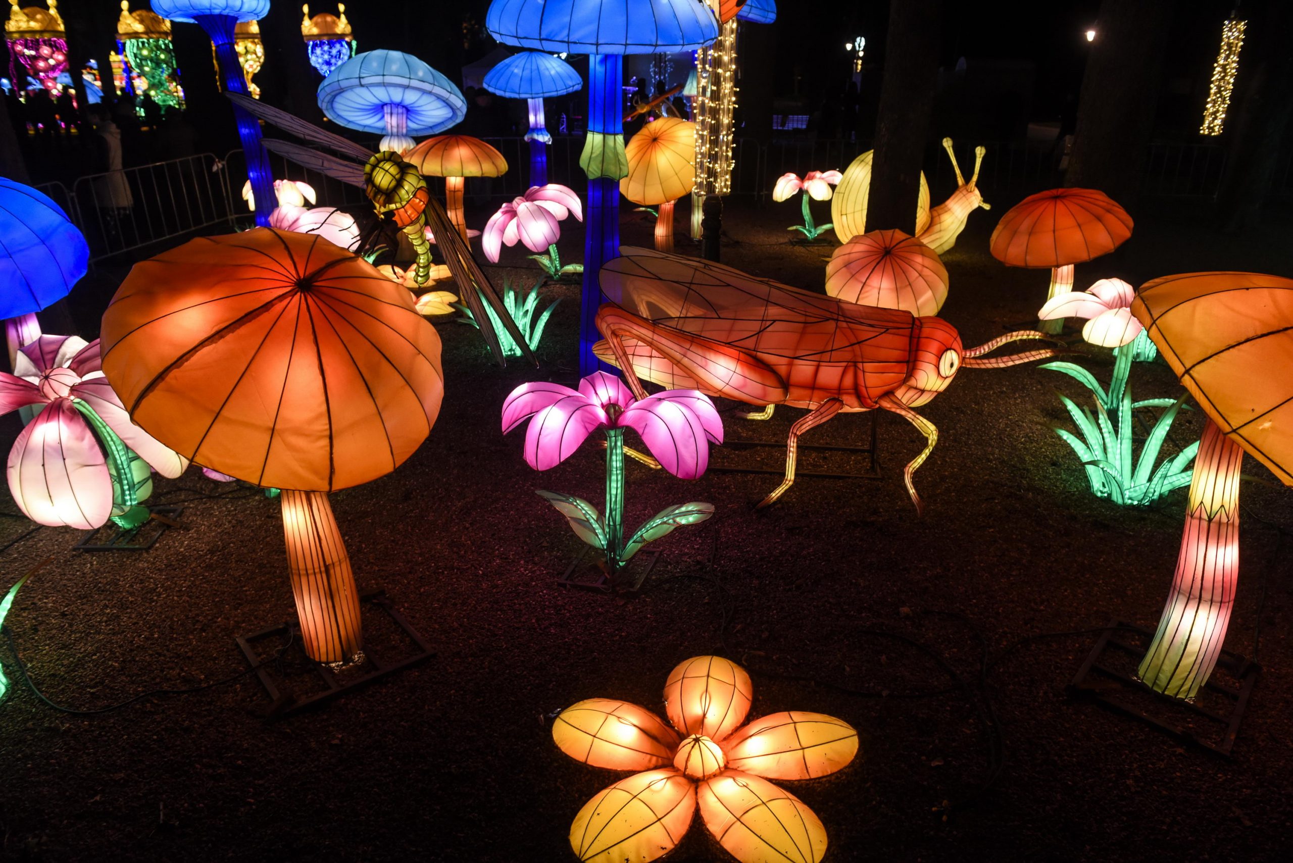 Lampioni Kineskog festivala svetla u Novom Sadu danas neće sijati zbog dana žalosti 1
