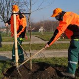 Izostalo ozelenjavanje u Zrenjaninu: Aktivisti traže objašnjenje 14