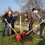 U okviru akcije "Drvo za Beograd" posađeno 95 stabala javora 7