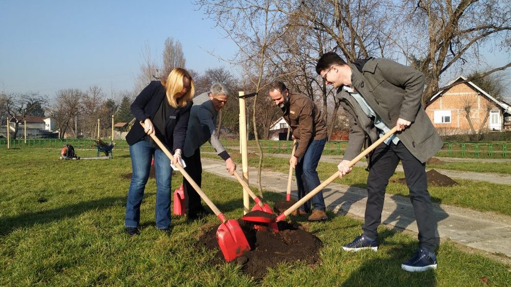 U okviru akcije "Drvo za Beograd" posađeno 95 stabala javora 1