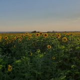 Banatski ratari: Smanjenje podsticaja ratarstvu katastrofalno 8