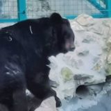 Šta nam o vremenu govori jutrošnje ponašanje medveda u zoo vrtovima u Beogradu i Paliću? 1